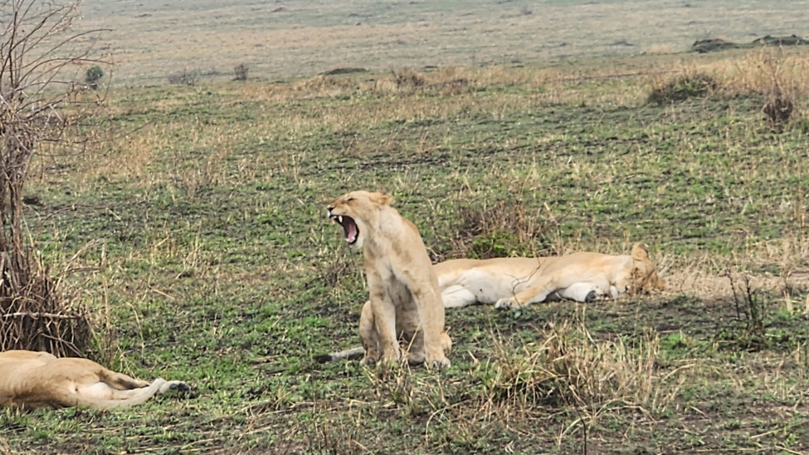 Great Migration Safari